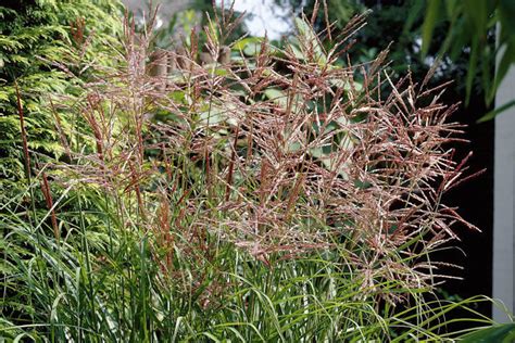 Miscanthus sinensis 'Nippon' - Ballyrobert Gardens