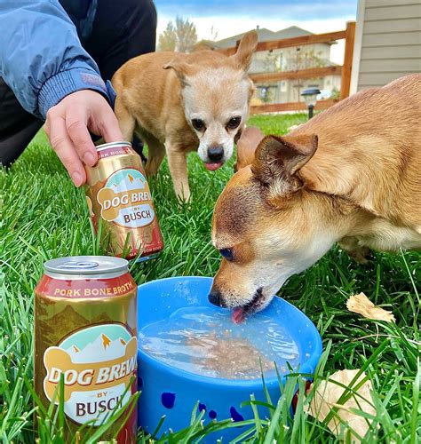 Dog Brew By Busch Review Tailgating Challenge
