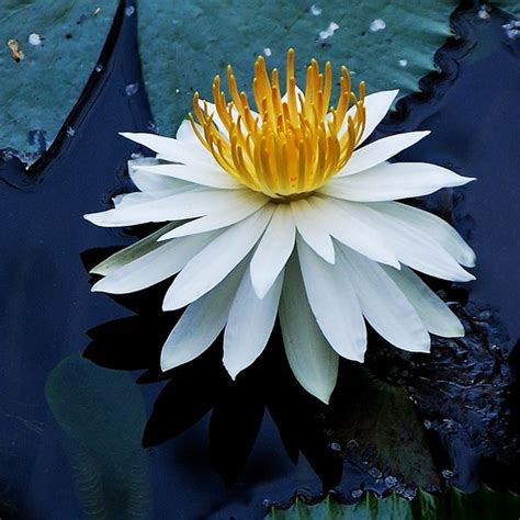 Trudy Slocum White Water Lily I Love These Water Lilies An Flickr