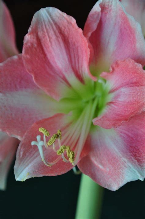 One thing to note is that most amaryllis that are on the market need this dormancy period. How to Get an Amaryllis to Re-bloom | Amaryllis, Flowers ...