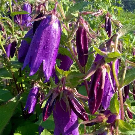 Campanula Purple Sensation Bell Flower Purple Sensation Uploaded