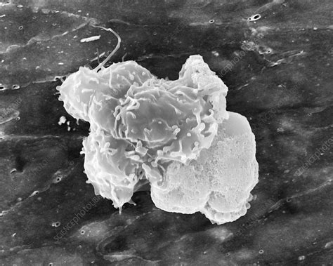 Blood Monocyte Sem Stock Image C0369739 Science Photo Library