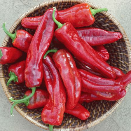 Green peppers are young immature peppers so they cost less. Small Red Hot Chili Pepper Seeds for Sale | Everwilde Farms