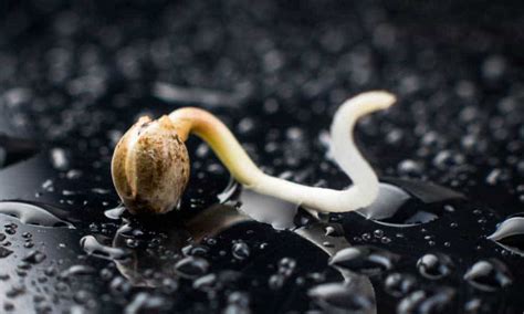 We did not find results for: How To Germinate Cannabis Seeds: A Step-by-Step Guide ...