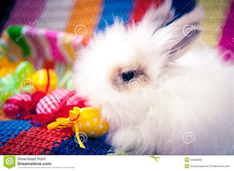 White Easter Bunny Stock Image Image Of Holiday Fluffy 34528623