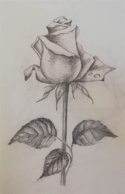 If it takes you a week or more to complete a drawing that's quite okay, as long as drawing the stems of the rose. Rose sketch | Rose sketch, Drawings, Art drawings sketches ...