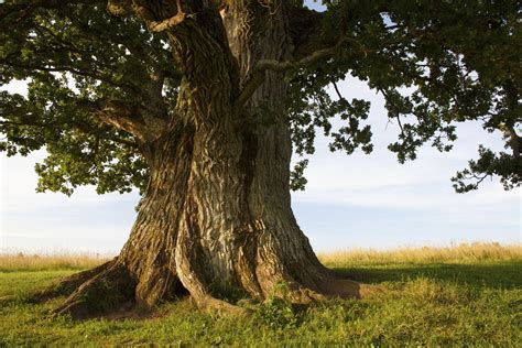 Oak Tree Health Benefits Your Healt