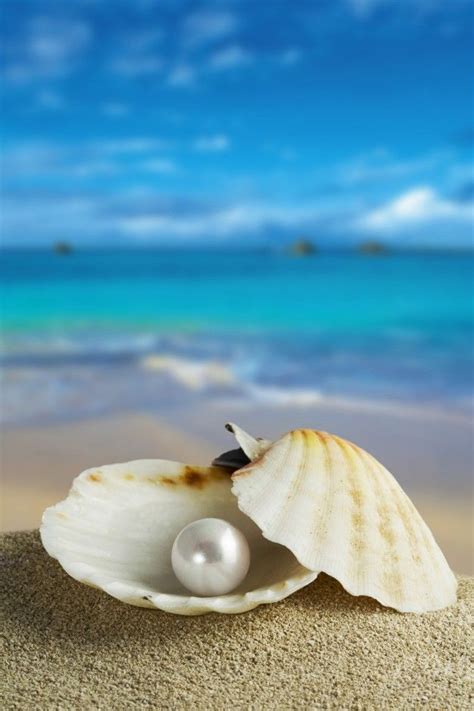 Freepik Graphic Resources For Everyone Sea Shells Pearl Background