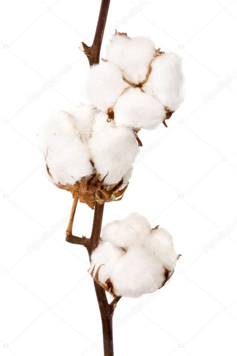 Cotton Plant — Stock Photo © Olgysha 4058250