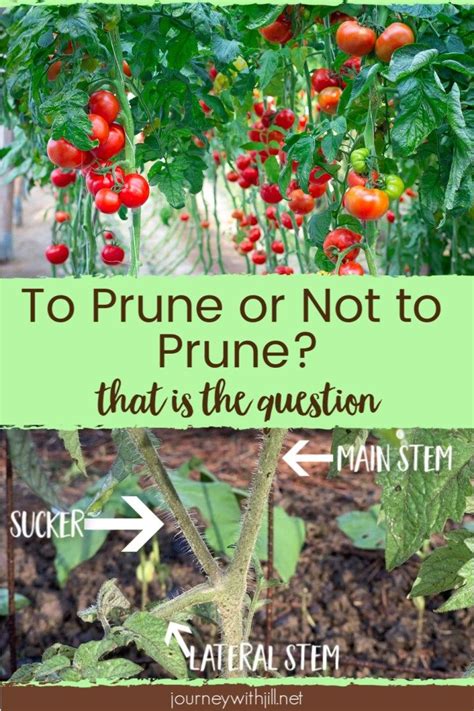 Is Pruning Tomato Plants Necessary Tomato Container Gardening