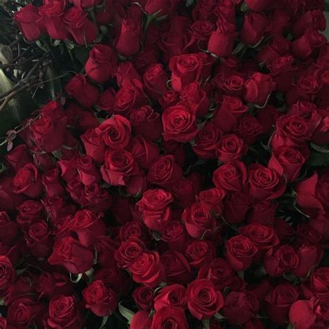 1920x1200 aesthetic wallpapers hd 1920ã 1200 desktop images download free windows wallpapers amazing picture artwork lovely 1920ã 1200 wallpaper hd &mediumspace; aesthetic, flowers, and red aesthetic image | Maroon ...
