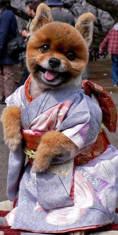 Early puppy socialization is critical. Shiba-Inu Puppy in a Kimono | Dog boarding near me, Dog ...