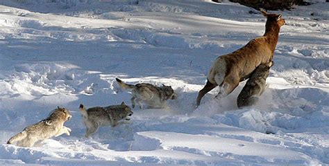 Animal Guide Gray Wolf Nature Pbs