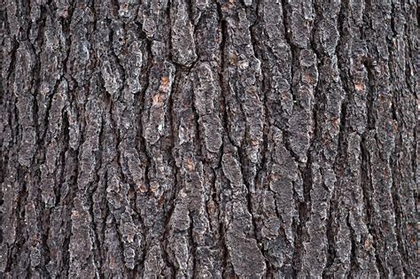 Imagem gratuita Carvalho natureza árvore madeira textura padrão casca seco ao ar livre