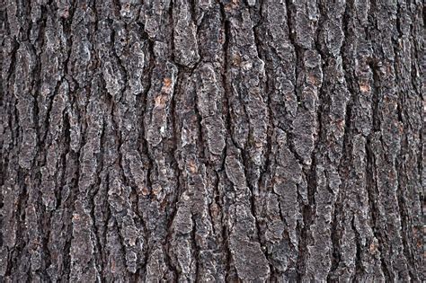 Texture touché texturé pour un effet réaliste. Image libre: chêne, nature, arbre, bois, texture, motif ...