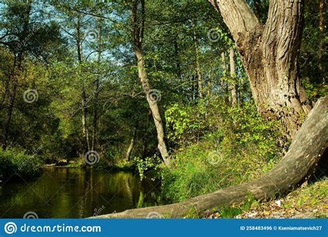 Forest River Stock Photo Image Of Stream Forest Reflection 258483496