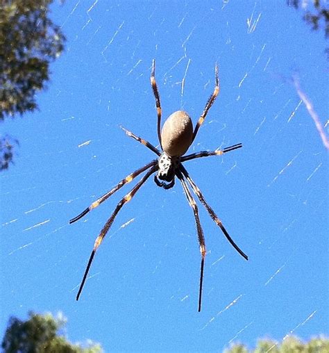 Discovering Spider Diversity In Sydney Backyards Scorpion Tailed