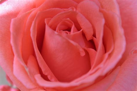 Free Images Pink Rose Close Up Flower Red Garden Roses Rose