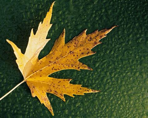 1280x1024 Simple Leaf 1280x1024 Resolution Hd 4k Wallpapers Images