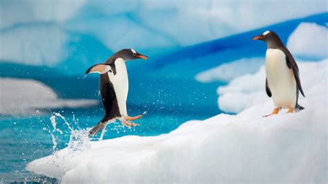 Download Penguins In Cold Antarctic Winter Wallpaper