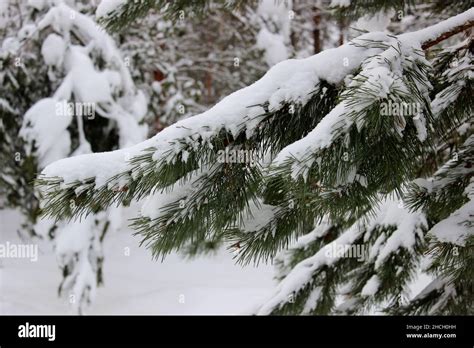 Winter In A Spruce Forest Spruces Covered With White Fluffy Snow