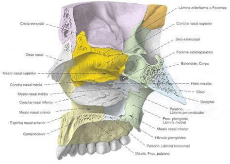 Concha Nasal Inferior Sistemas Aula De Anatomia