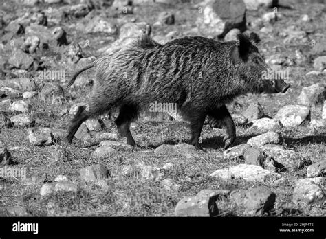 Wild Boar Sus Scrofa Also Known As The Wild Swine Common Wild Pig