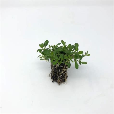 Ruschia lineolata can also be grown in containers large or small. Buy 'Kurapia' Ground Cover Plugs - California Lawn ...
