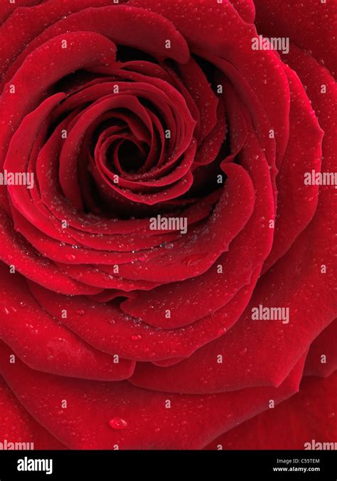Closeup Photo Of A Beautiful Red Rose With Drops Of Water On Its Petals