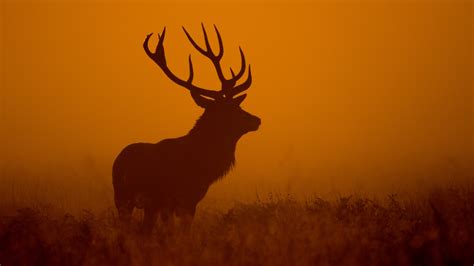 Wallpaper Deer Dawn Silhouette 4k Animals 2379