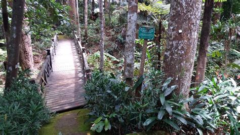 Located at the botanical garden of japanese tea garden, about 3500 ft above sea level. Mohd Faiz bin Abdul Manan: Botanical Garden @ Bukit Tinggi