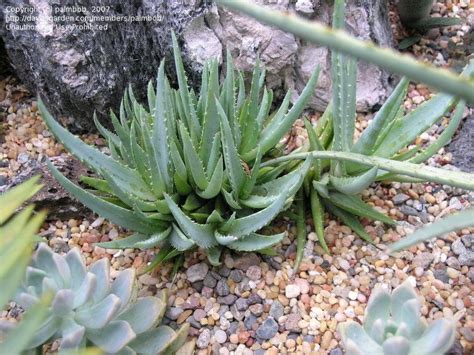 Plantfiles Pictures Aloe Walmsleys Blue Aloe By Palmbob