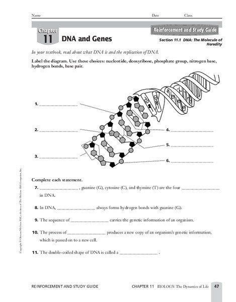 The worksheets are offered in developmentally appropriate versions for kids of different ages. Dna And Replication Worksheet Answers - worksheet