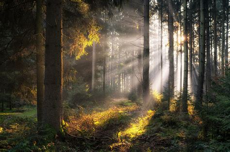 Picture Rays Of Light Bavaria Germany Nature Forests Trees