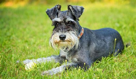 The Pocket Size Cutie The Miniature Schnauzer K9 Web