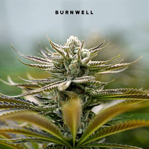 Burnwell Cannabis Company The Herbal Gardens
