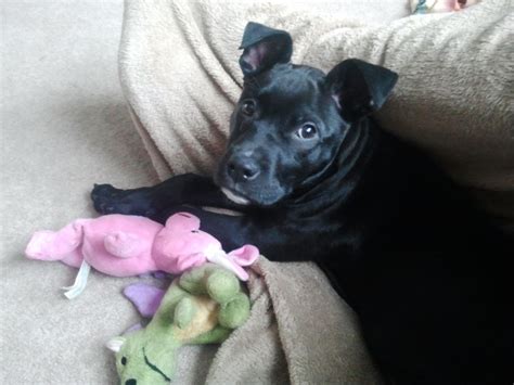 Our puppies are going with a 1 year health guarantee. Newt - Lab + Pit Bull Mix / Adoptable Dogs | Wags ...