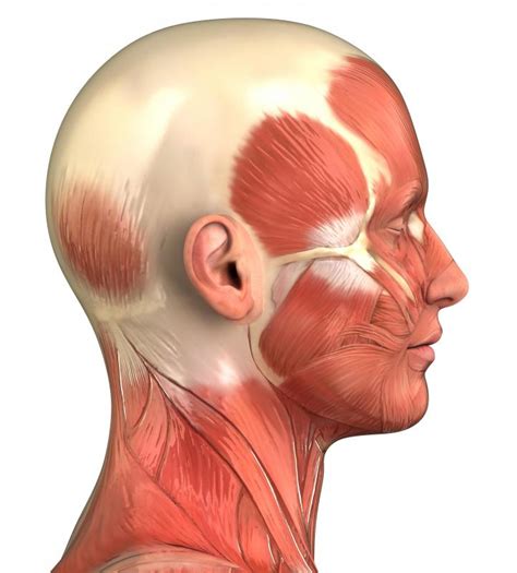 What Is A Radical Neck Dissection With Pictures