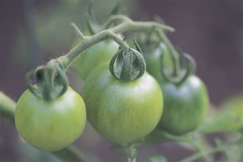 How do you freeze garden tomatoes. If My Tomatoes Aren't Ripening on the Vine, Should I Pick ...
