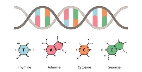 Deoxyribonucleic Acid The Definitive Guide Biology Dictionary