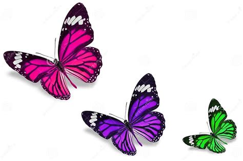 Colorful Butterflies Stock Illustration Illustration Of Isolated