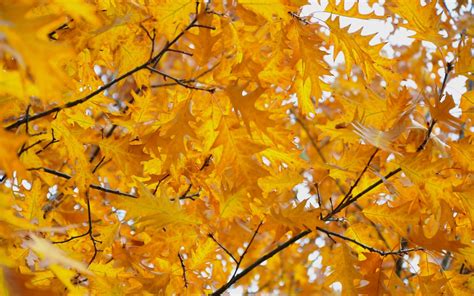 Autumn Yellow Leaves Season Wallpaper Baltana
