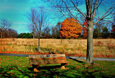 Wallpaper Sunlight Trees Landscape Forest Garden Nature