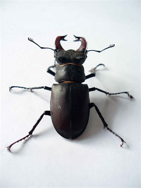 Nice Body Shape And Macro Focus Colour Story Stag Beetle Arthropods