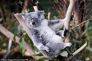 Koalas Sex Lives Revealed After Marsupials Are Fitted With Gps Tracking Devices Daily Mail Online