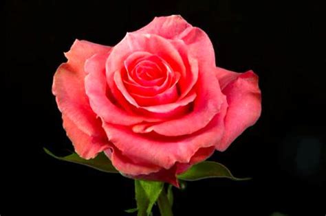 Other shapes like our round vase sets and additional cylinder vase sets are perfect for decorating tables for weddings and charity events. Wholesale Flowers, Wedding Flowers, Bulk Flowers ...