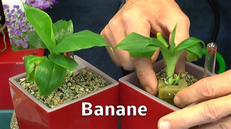 Banane Einpflanzen Youtube