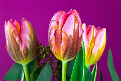 Tulpe Liliengewächs Frühling Kostenloses Foto Auf Pixabay