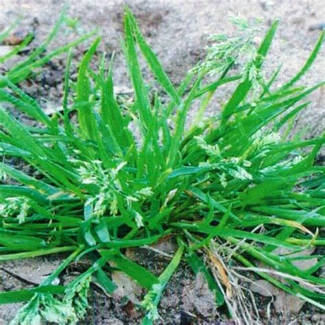 How To Identify Pesky Weeds In Your Lawn Coolabah Turf