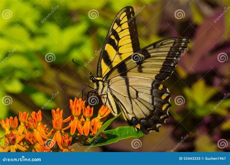 Farfalla Di Swallowtail Della Tigre Fotografia Stock Immagine Di